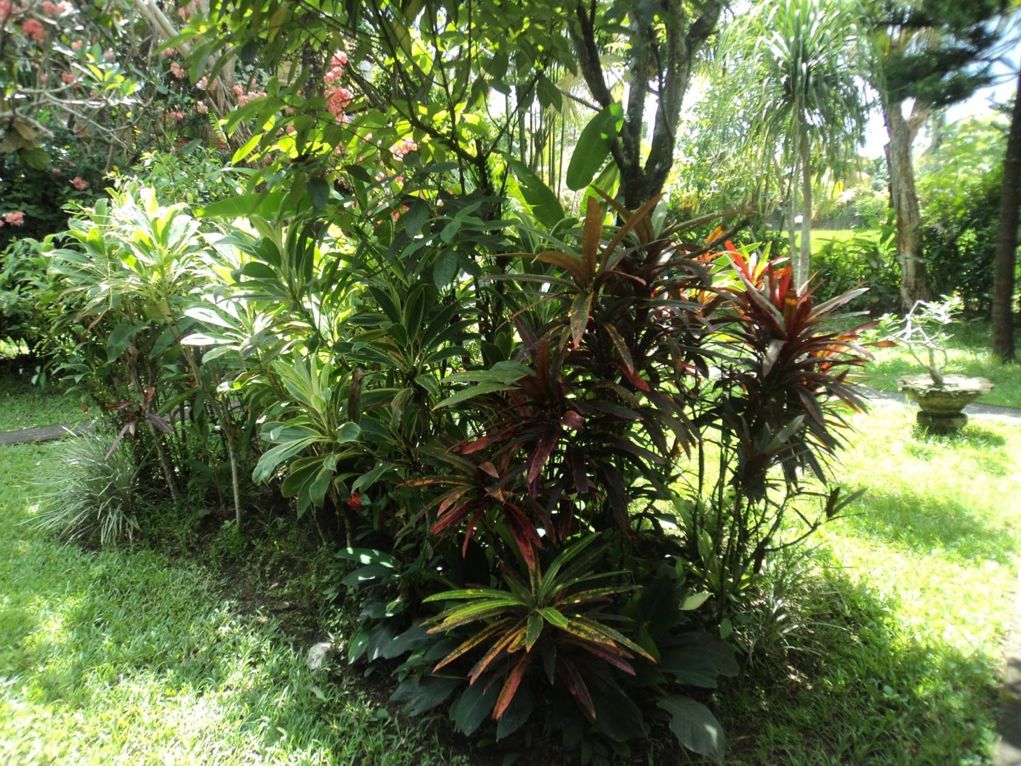 Villa Bhuana Alit Ubud Pokój zdjęcie